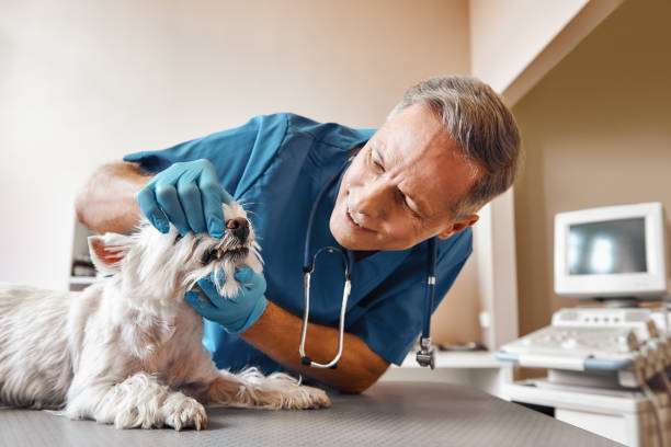 Best Emergency Root Canal Treatment in Jasper, TX